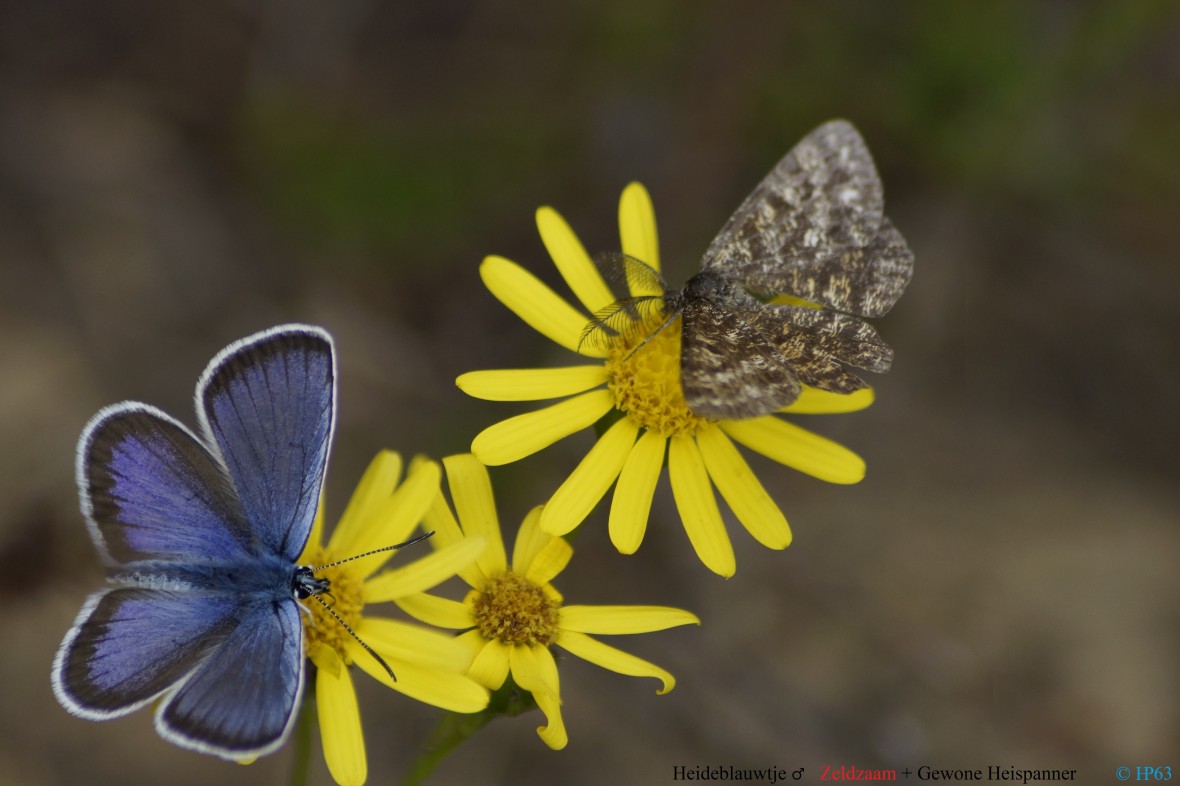 Heideblauwtje ♂ + Gewone Heispanner 24-6-2018