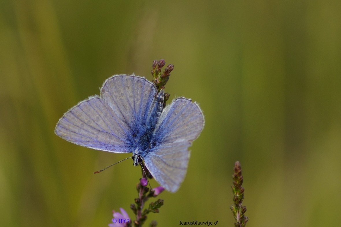 Icarusblauwtje ♂ 16-9-2018