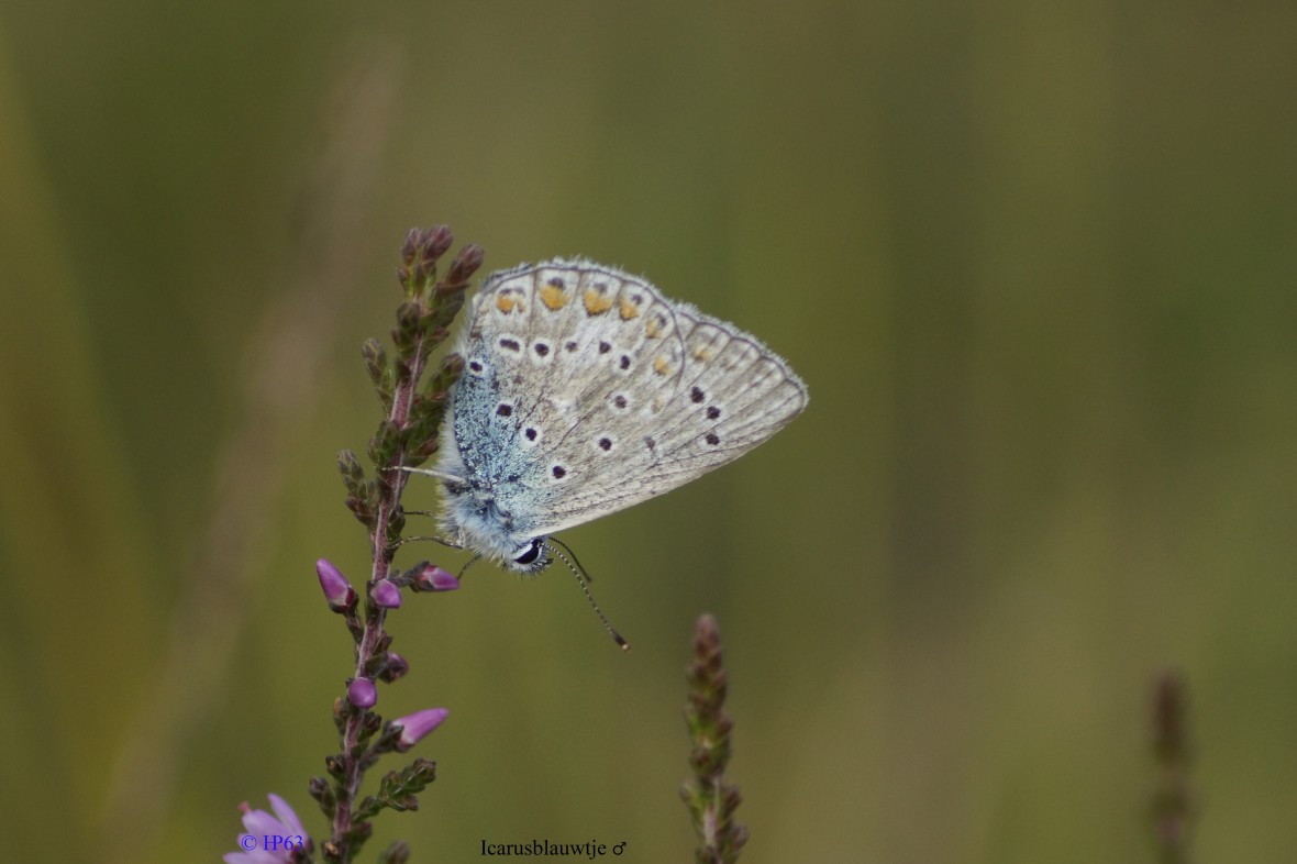 Icarusblauwtje ♂ 16-9-2018