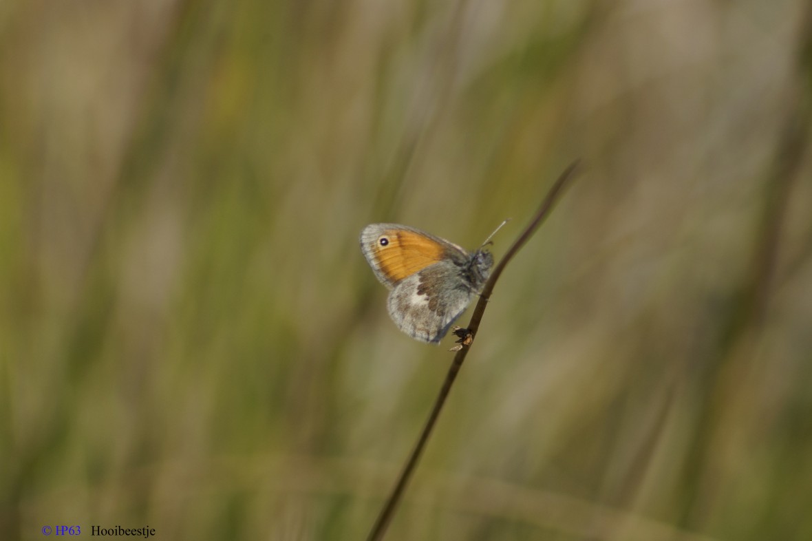 Hooibeestje 2-9-2018