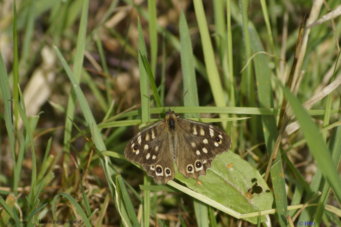 Bruin zandoogje ♂ 16-9-2018