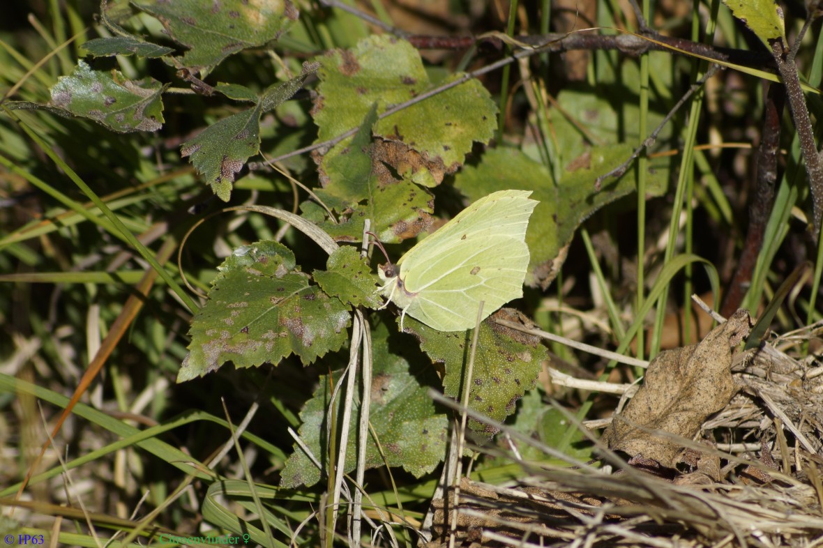 Citroenvlinder ♀ 27-9-2018