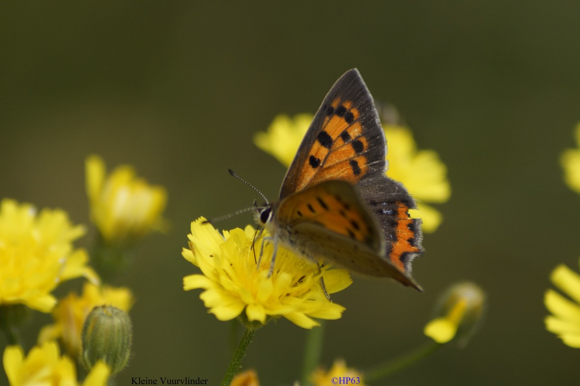 Kleine Vuurvlinder 24-6-2018 