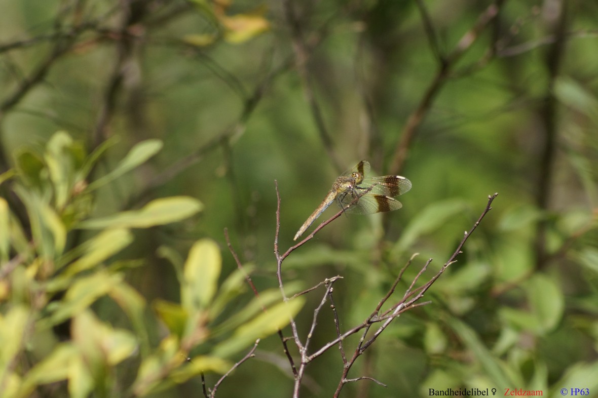 Bandheidelibel ♀ 16-9-2018 