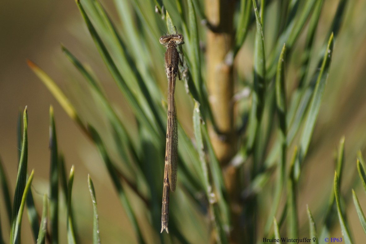 Bruine Winterjuffer ♀ 2-10-2018 