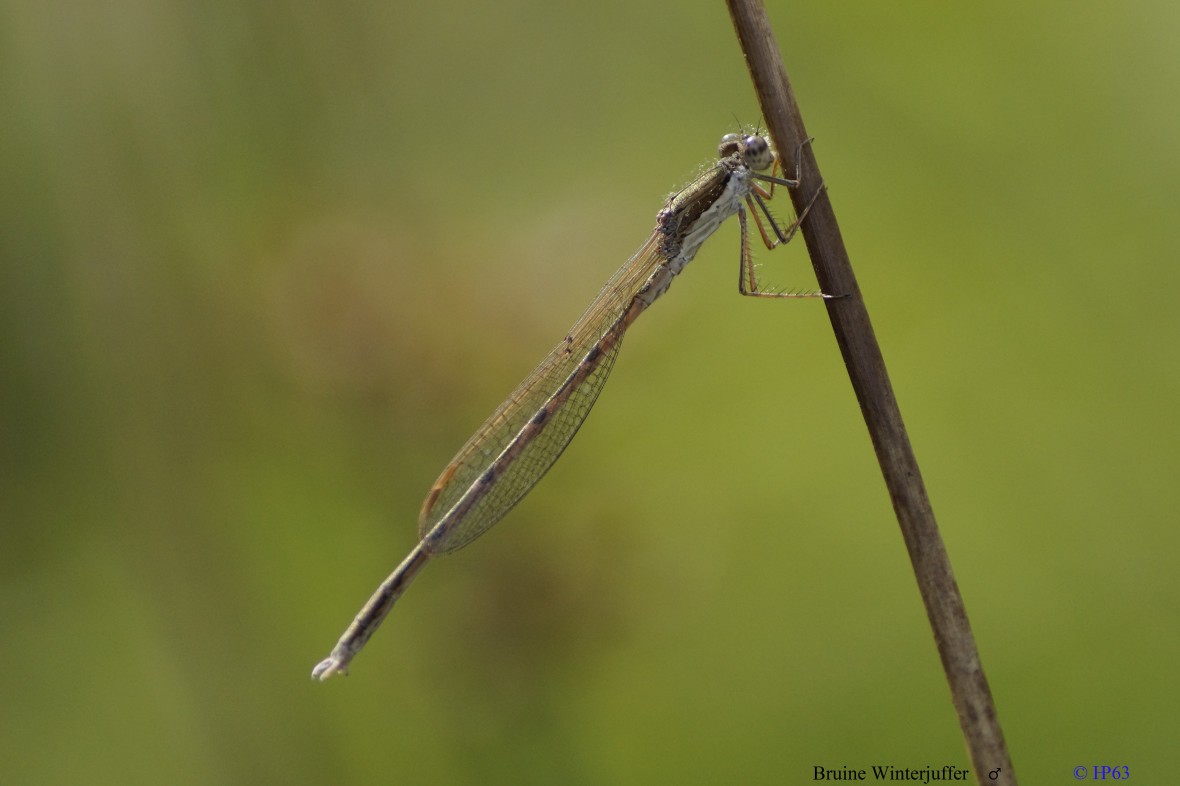 Bruine Winterjuffer ♂ 2-10-2018 