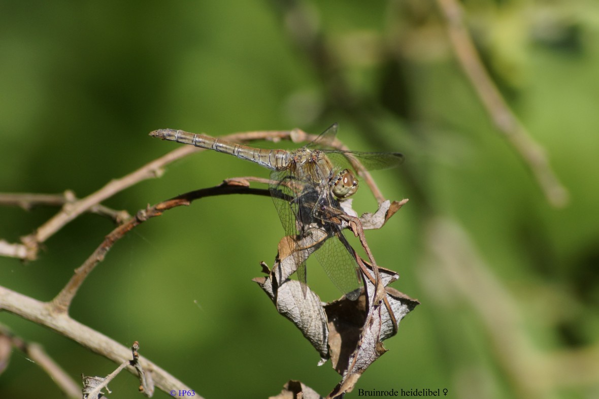 Bruinrode heidelibel ♀ 19-9-2018 