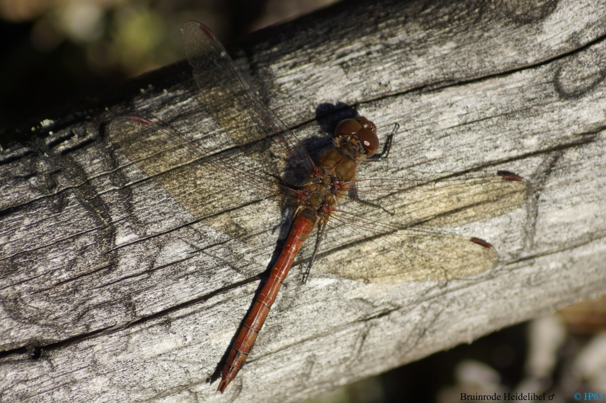 Bruinrode Heidelibel ♂ 15-11-2018