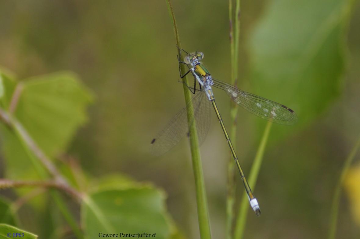 Gewone Pantserjuffer ♂ 24-6-2018