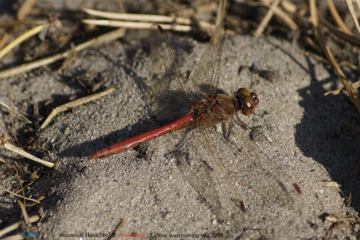 Steenrode Heidelibel ♂ 21-10-2018