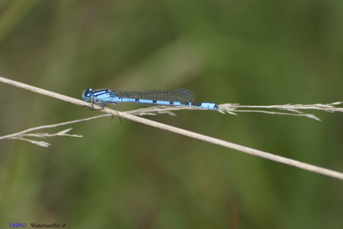 Watersnuffel ♂ 24-6-2018