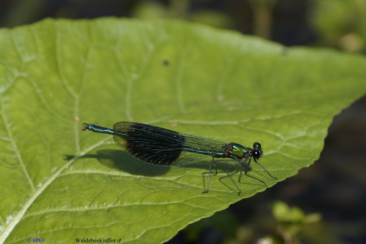 Weidebeekjuffer ♂ 2-9-2018